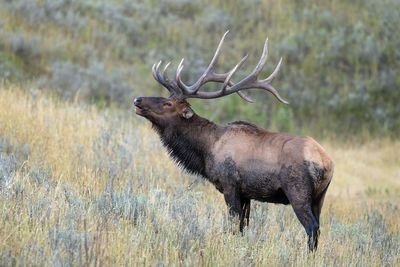 Rocky Mountain Elk