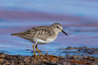 Least Sandpiper