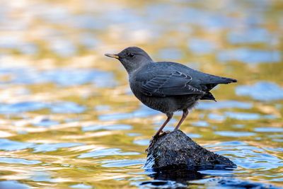 American Dipper