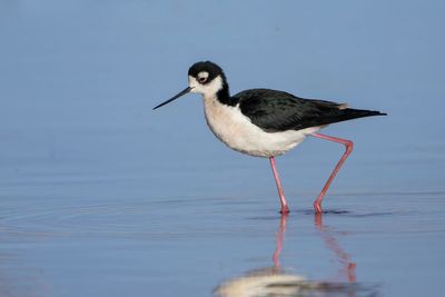 Black--necked Stilt