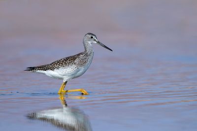 Greater Yellowlegs