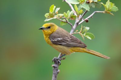 Hooded Oriole