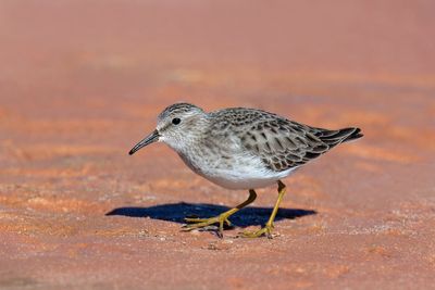 Least Sandpiper