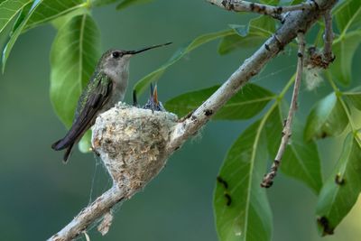 Black-chinned Hummingbird