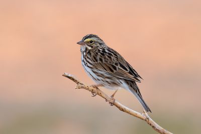 Savannah Sparrow
