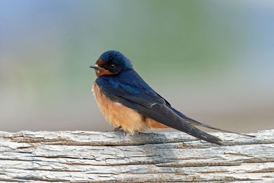 Barn Swallow