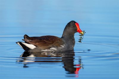 Common Gallinule