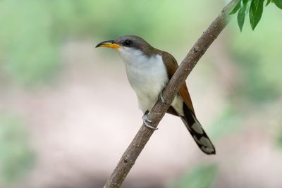 Yellow-billed Cuckoo
