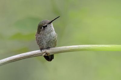 Costa's Hummingbird