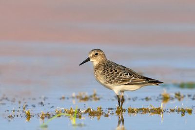 Bairds Sandpiper