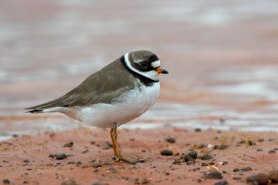 Semipalmated Plover