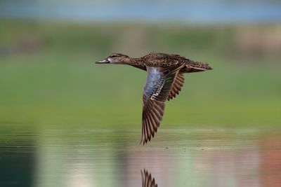 Blue-winged Teal