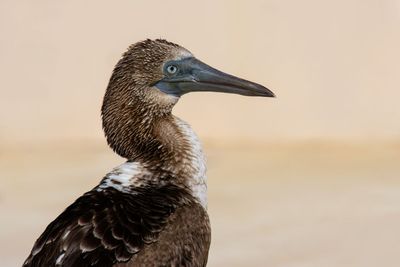 Storks, Frigatebirds, Cormorants, & Pelicans