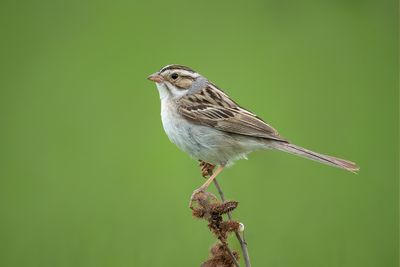 Clay-colored Sparrow