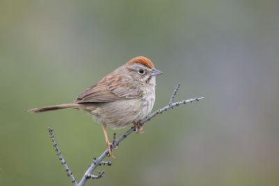 Rufous-crowned Sparrow