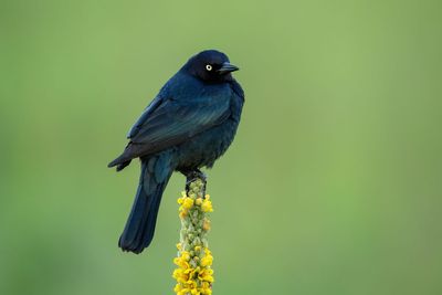 Brewer's Blackbird