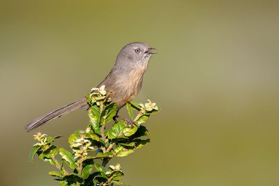 Wrentit