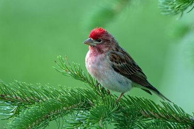 Cassin's Finch