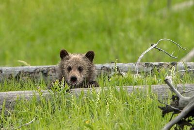 Grizzly Bear Cub