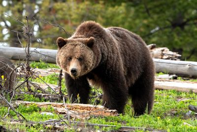 Grizzly Bear