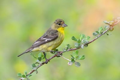 Lesser Goldfinch