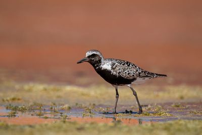 Black-bellied Plover