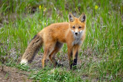 Red Fox