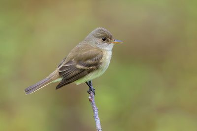 Willow Flycatcher