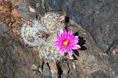 Common Fishhook Cactus