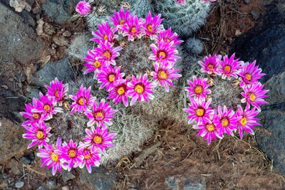 Common Fishhook Cactus