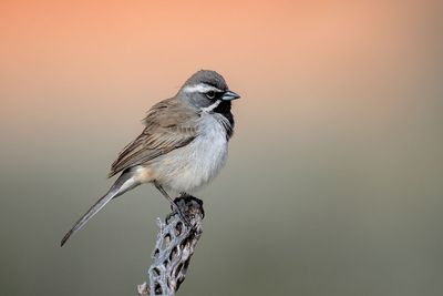 Black-throated Sparrow