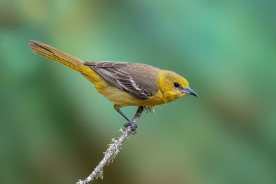 Hooded Oriole