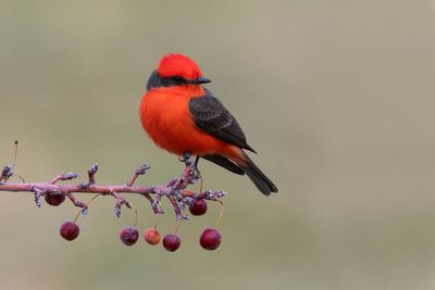Vermilion Flycatcher
