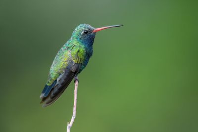 Broad-billed Hummingbird