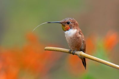 Rufous Hummingbird