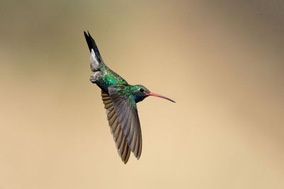 Broad-billed Hummingbird