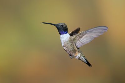 Black-chinned Hummingbird