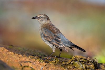 Rusty Blackbird