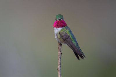 Broad-tailed Hummingbird