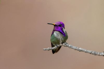 Costa's Hummingbird