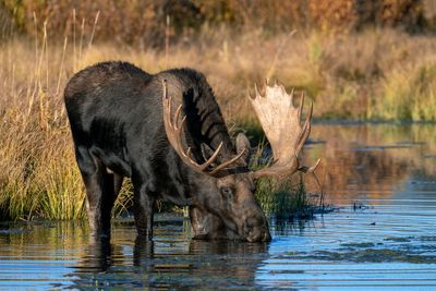 Moose, Elk, Deer, and other ungulates