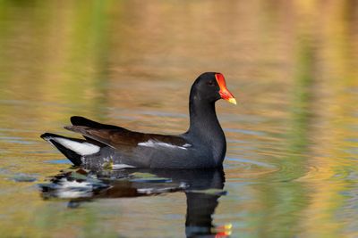 Common Gallinule