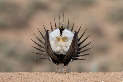 Greater Sage Grouse