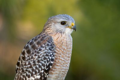 Red-shouldered Hawk