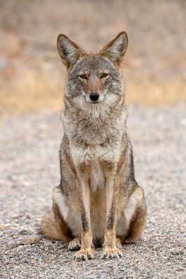 Coyote