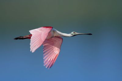 Roseate Spoonbill