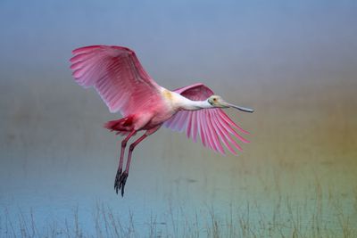 Roseate Spoonbill