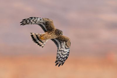 Northern Harrier