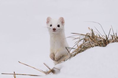 short-tailed Weasel