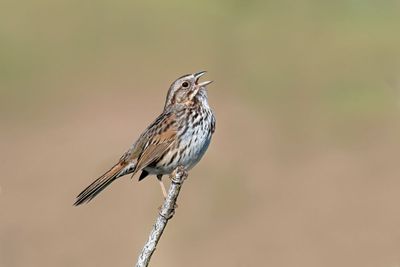 Song Sparrow 